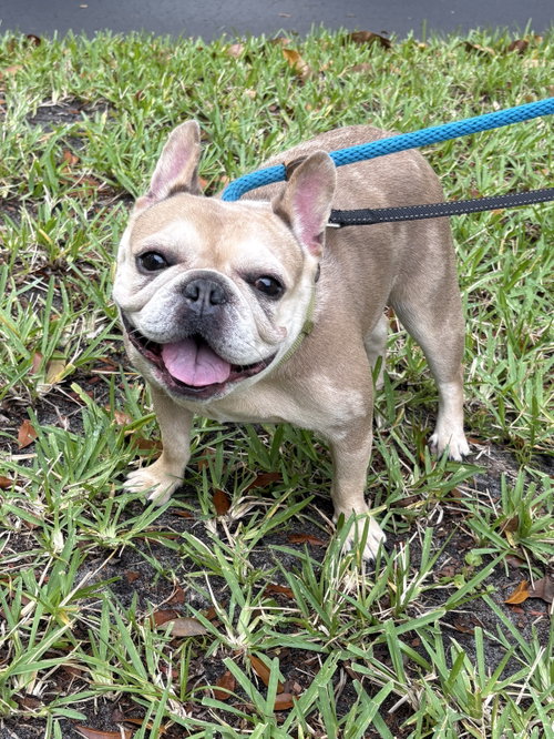 PAULINE, an adoptable French Bulldog in Margate, FL