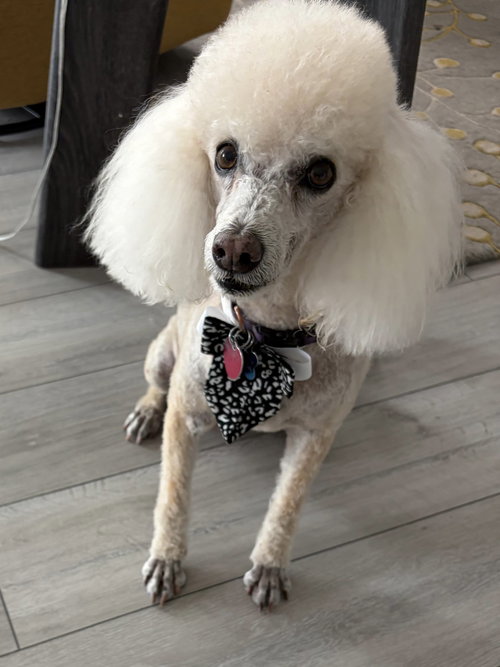 JAKE, an adoptable Poodle in Margate, FL