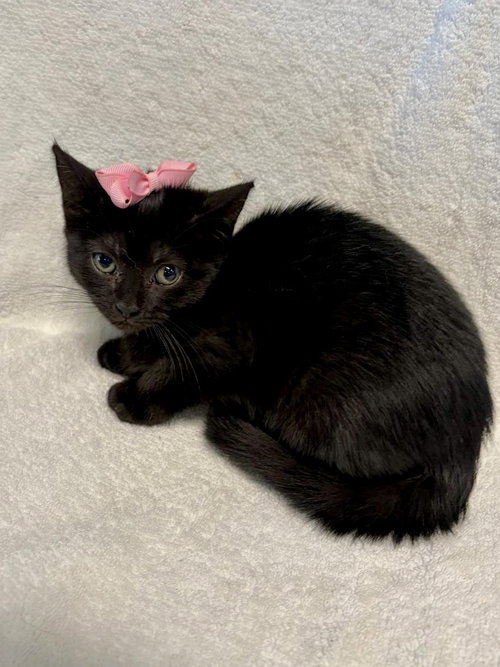 blackberry, Baby Domestic Short Hair (short coat), cat for adoption in Aventura, Florida