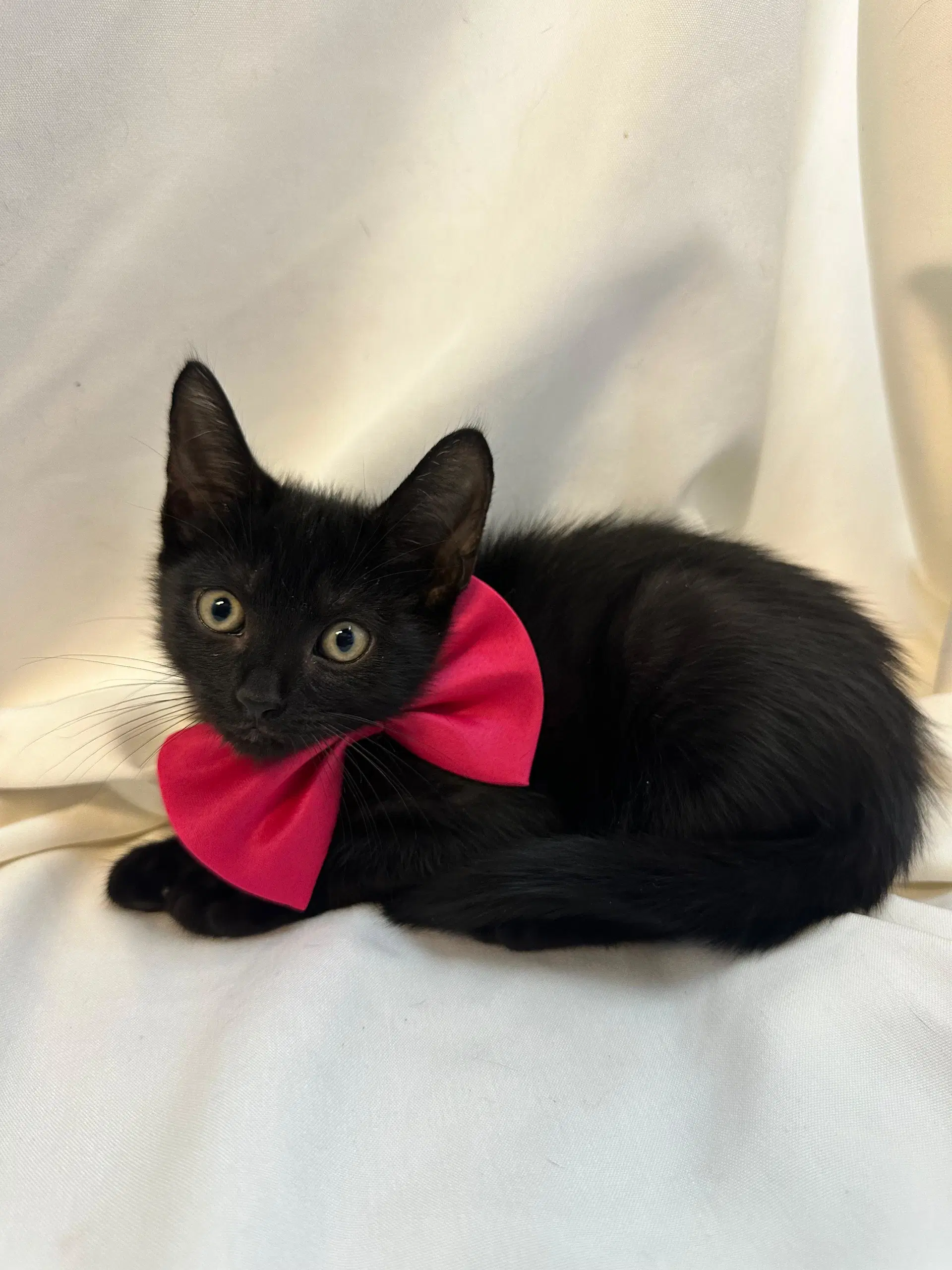 Blueberry - Domestic Short Hair