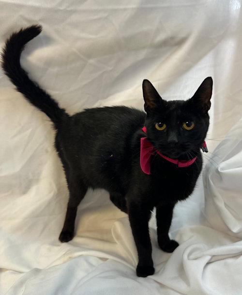 AGNES, Baby Domestic Short Hair (short coat), cat for adoption in Aventura, Florida