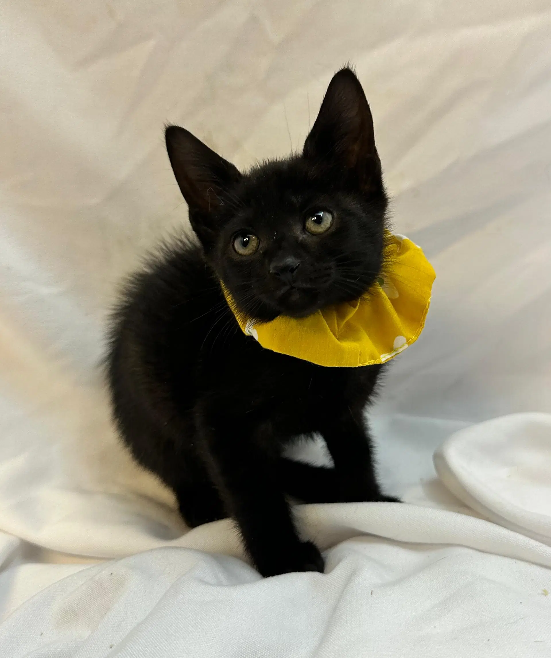 Akonica - Domestic Short Hair