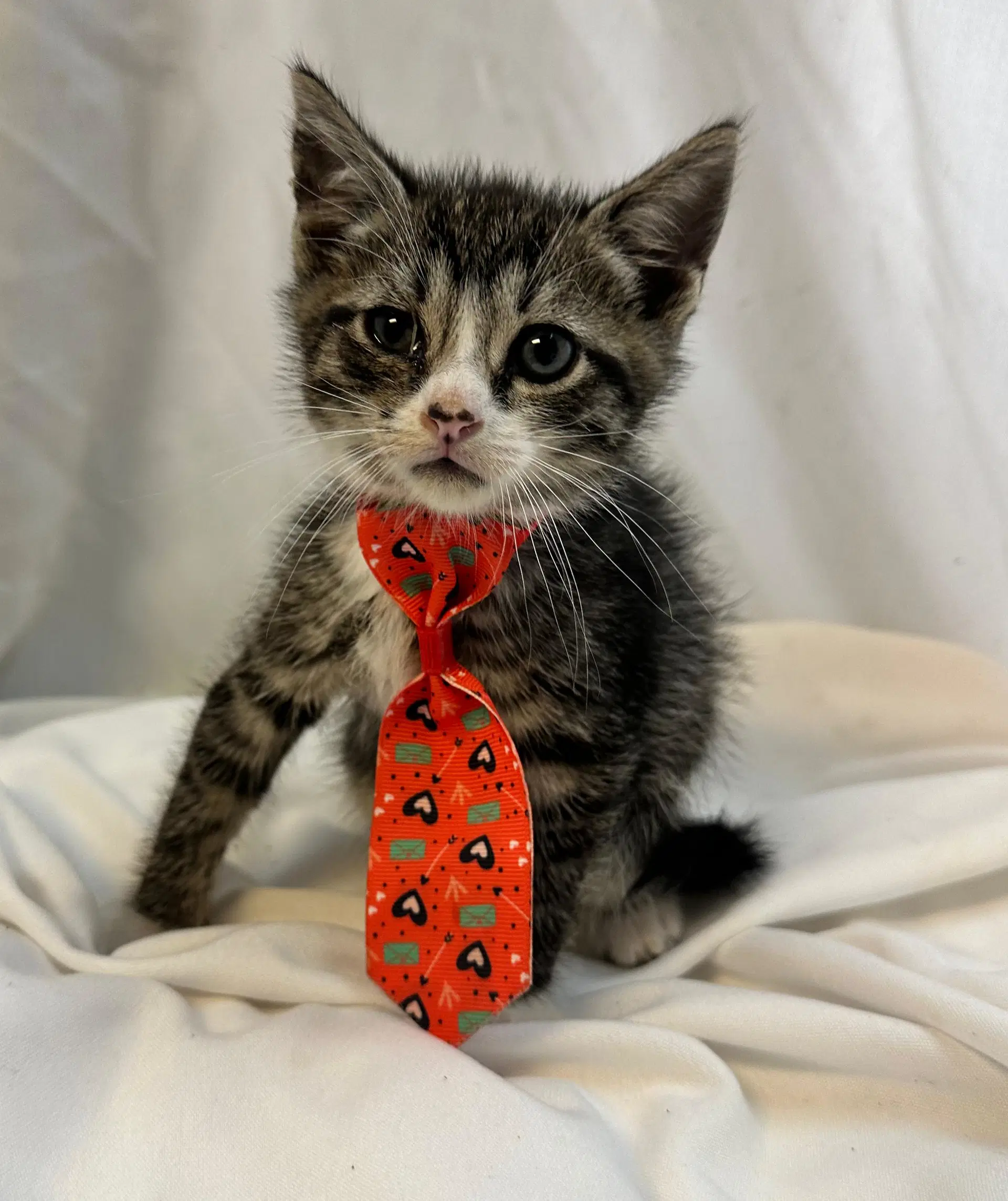 Maneke - Domestic Short Hair