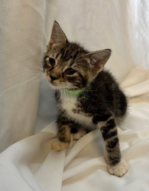 MUGLER, Baby Domestic Short Hair (short coat), cat for adoption in Aventura, Florida