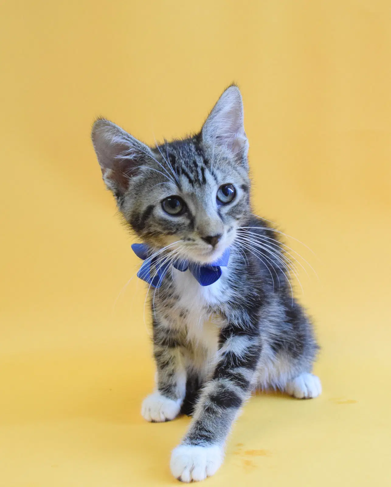 Mugler - Domestic Short Hair