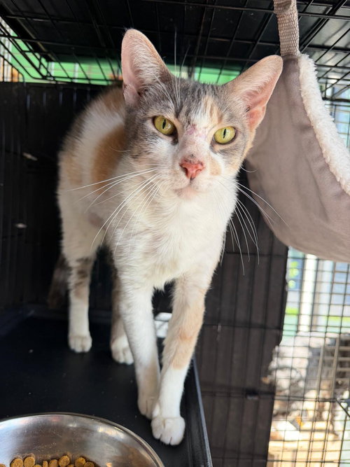 dianne, an adoptable Calico in Margate, FL