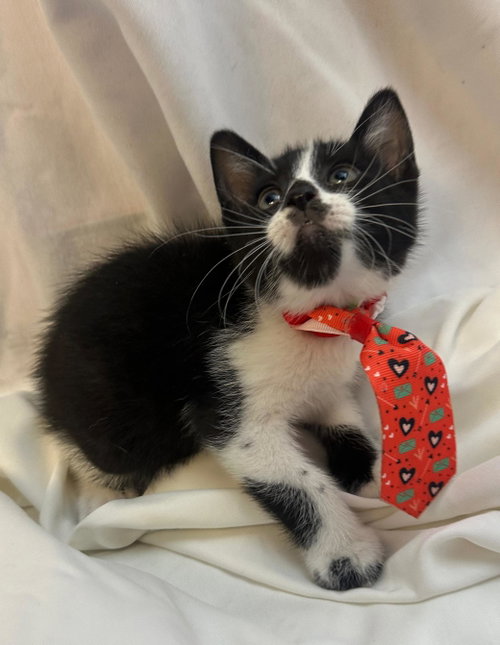 FLICK, an adoptable Domestic Short Hair in Margate, FL