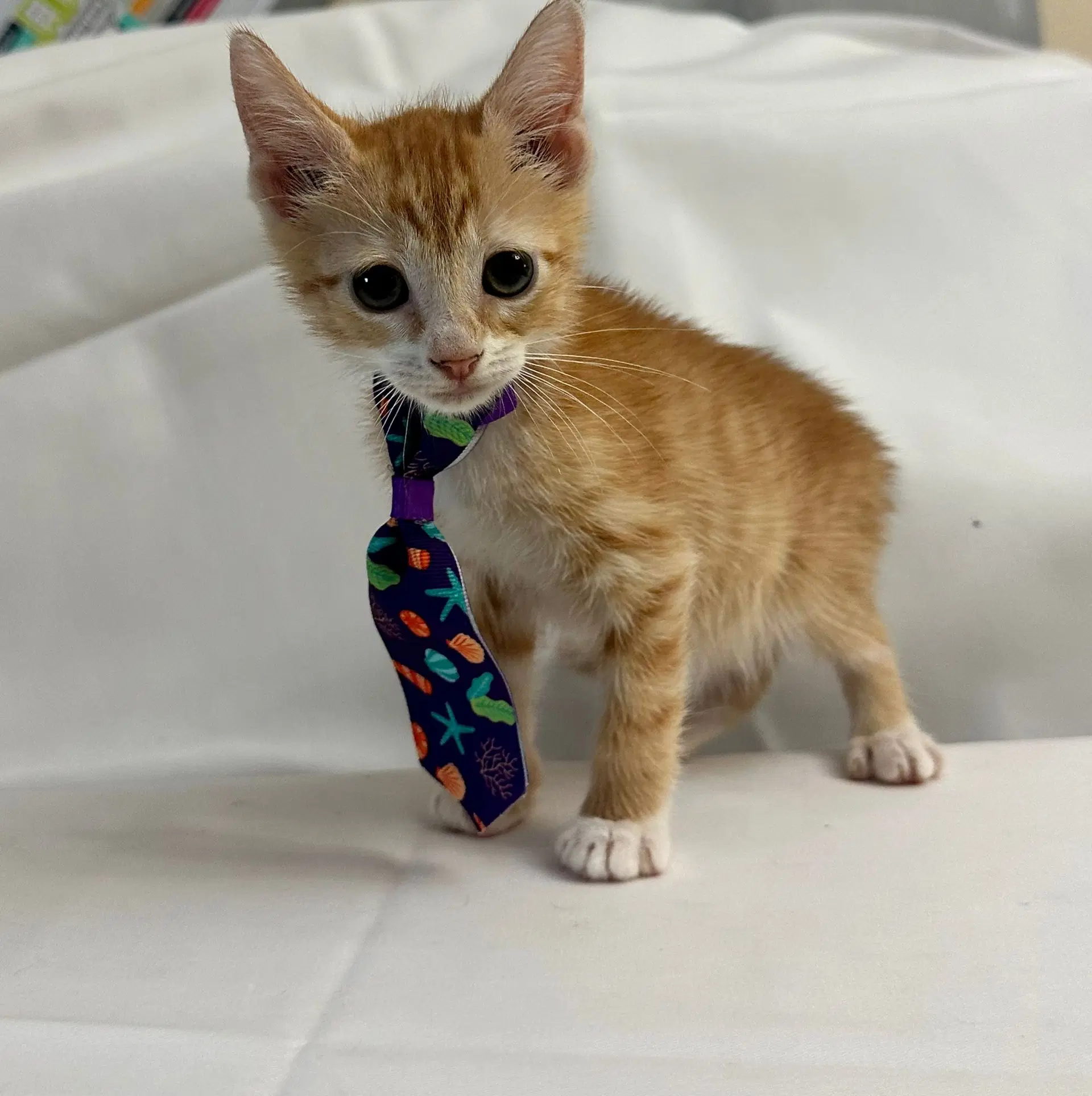 Aurelio - Domestic Short Hair