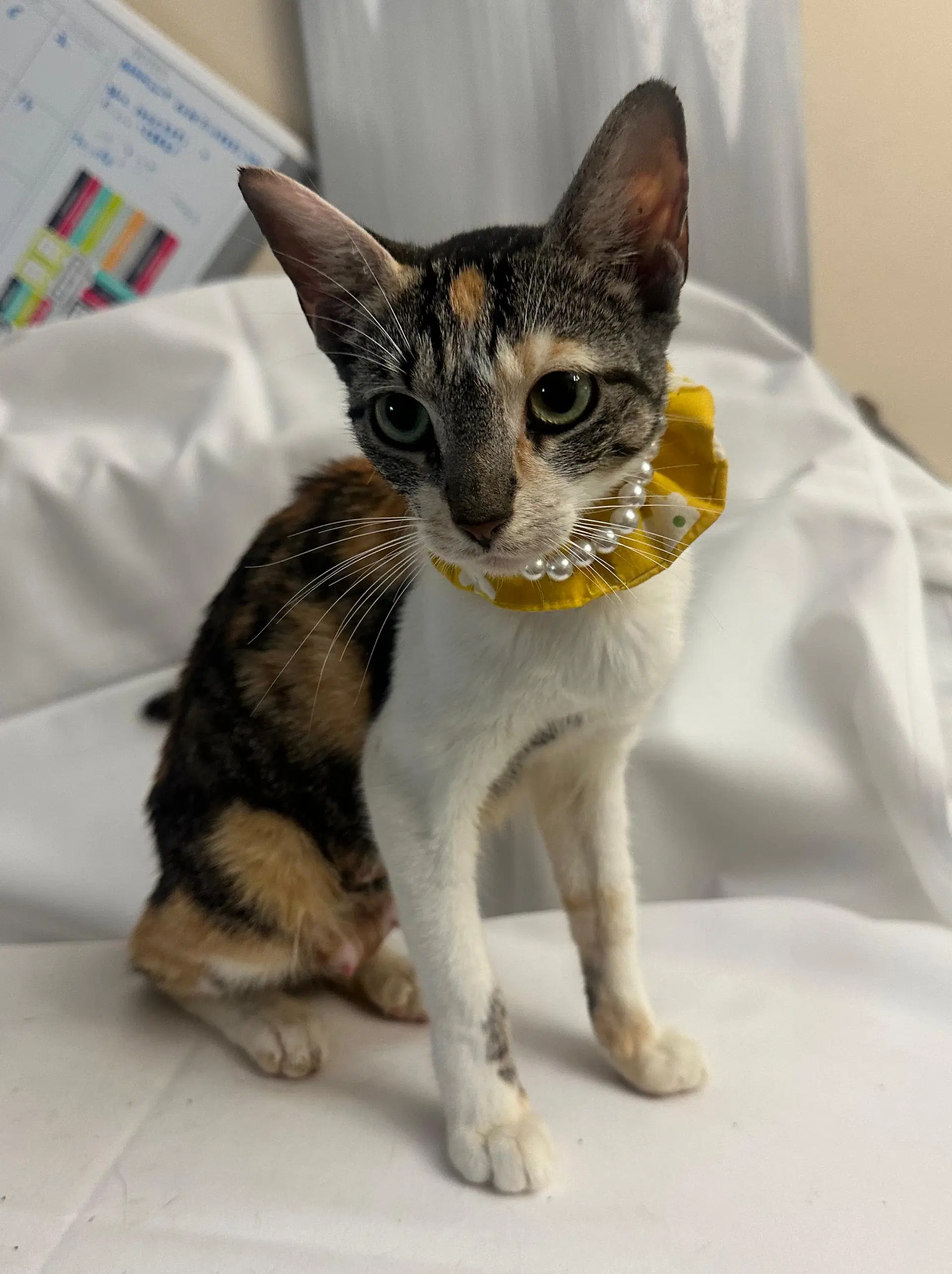 Leodorah - Domestic Short Hair