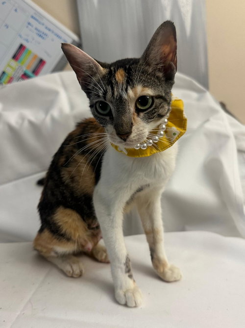 LEODORAH, Baby Domestic Short Hair (short coat), cat for adoption in Aventura, Florida