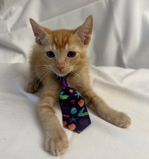 LED, an adoptable Domestic Short Hair in Margate, FL