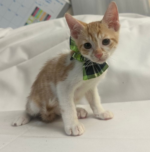 LORAX, an adoptable European Shorthair in Margate, FL
