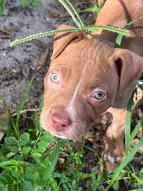 malcom, an adoptable Terrier in Margate, FL