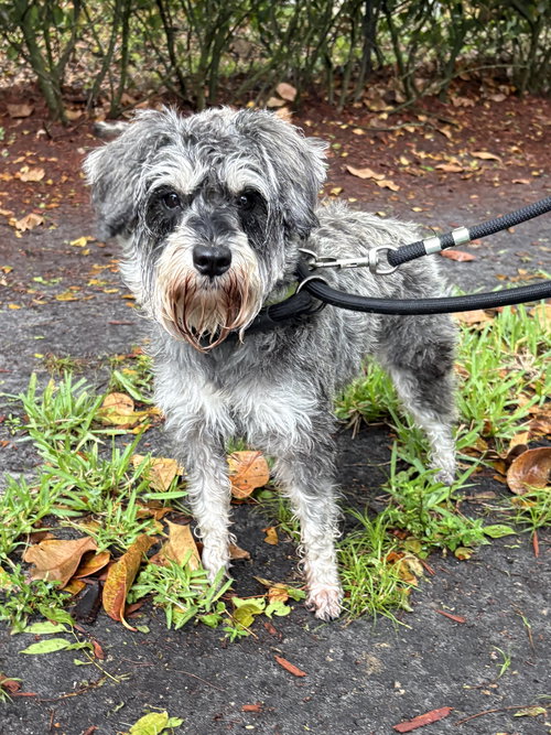 MINNIE, an adoptable Schnauzer in Margate, FL