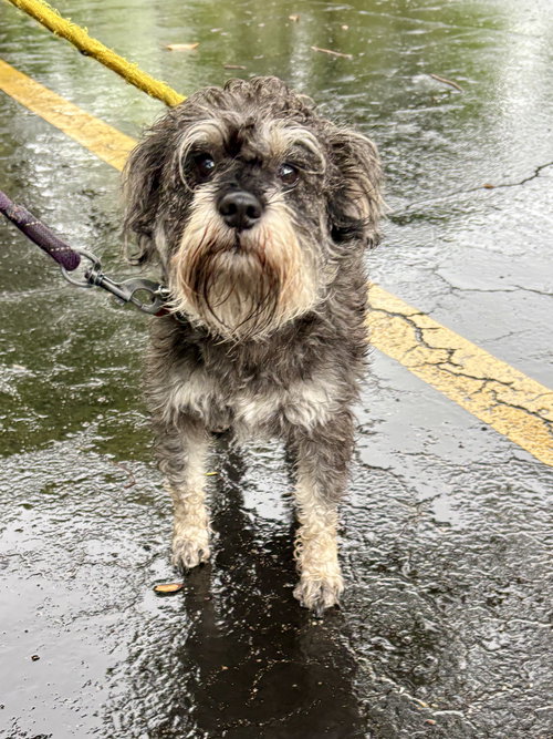 TEDDY, an adoptable Schnauzer in Margate, FL