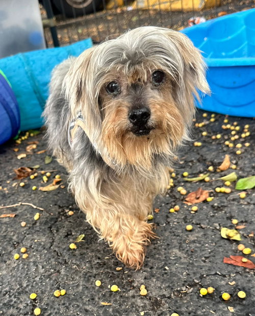 CHARIE 2, an adoptable Yorkshire Terrier Yorkie in Margate, FL