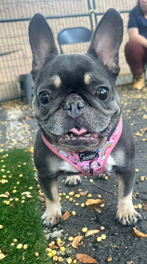brownie, an adoptable French Bulldog in Margate, FL
