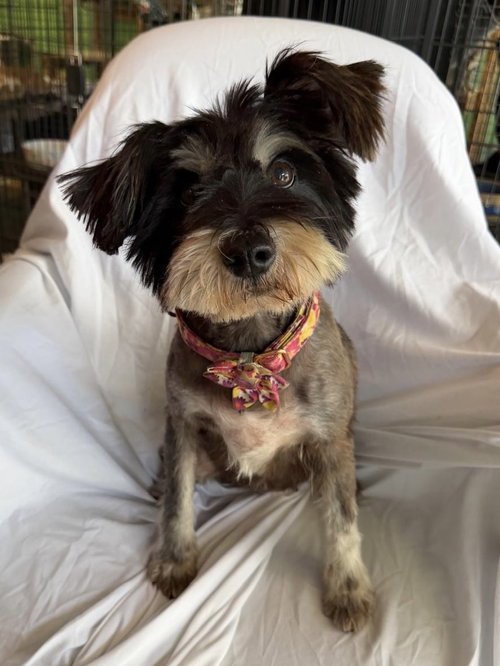 LUNA 2, an adoptable Schnauzer in Margate, FL
