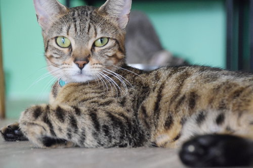 CLEO, an adoptable Tabby in Margate, FL