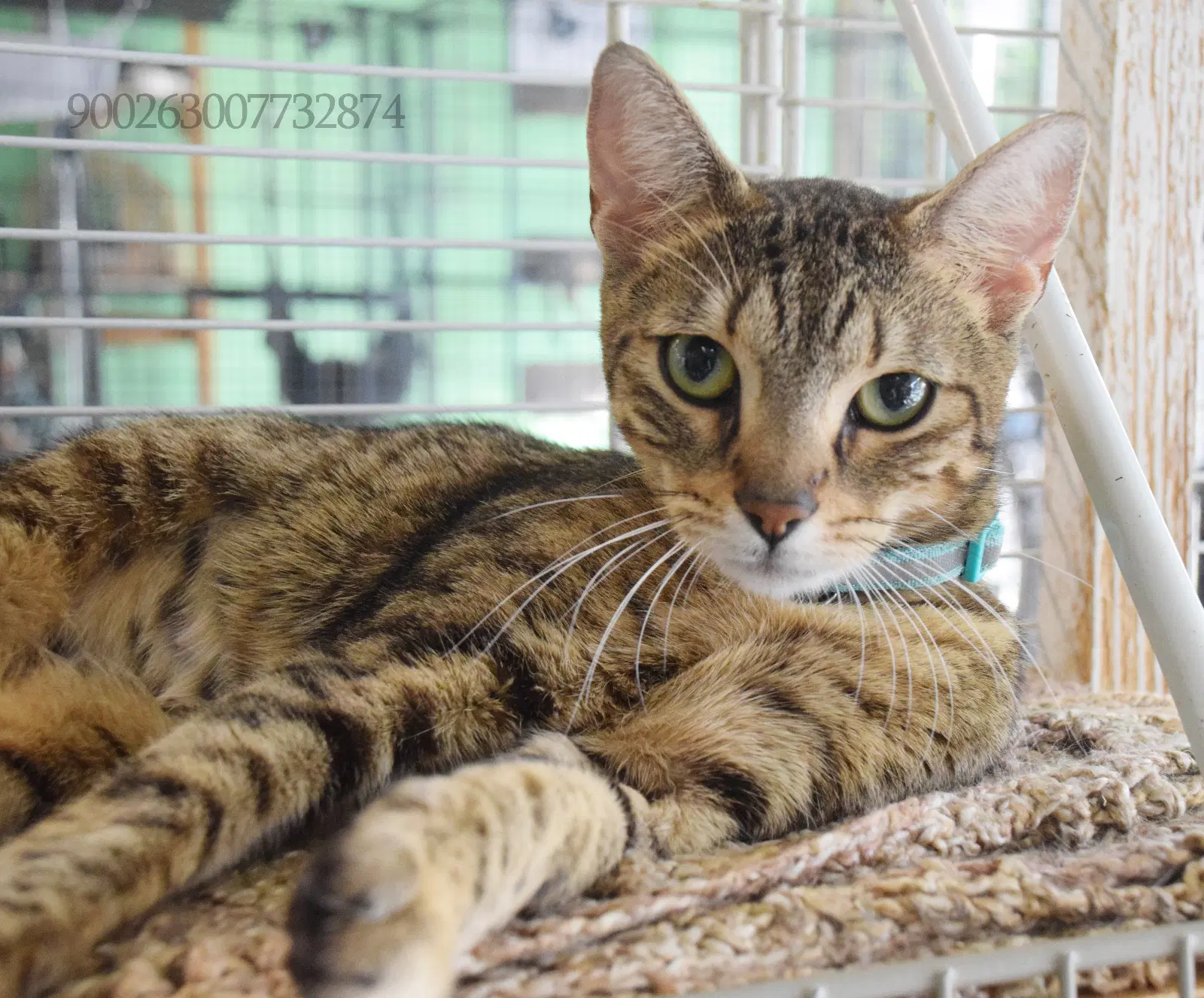 Cleo image 3