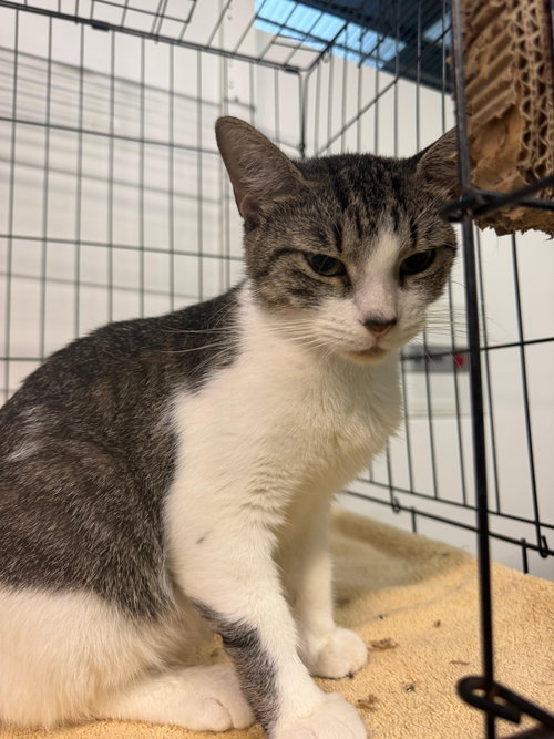 CLAIR, Adult Tabby (short coat), cat for adoption in North Lauderdale, Florida