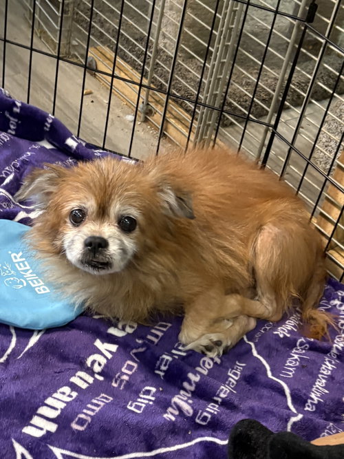 ROBIN, an adoptable Pomeranian in Margate, FL