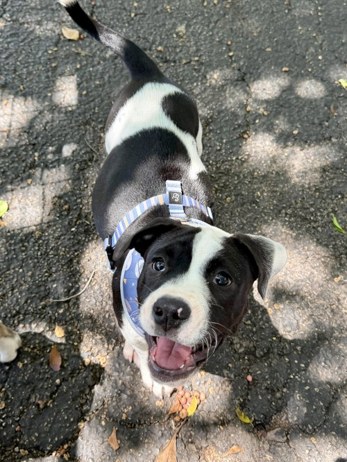 dot, an adoptable English Bulldog in Margate, FL