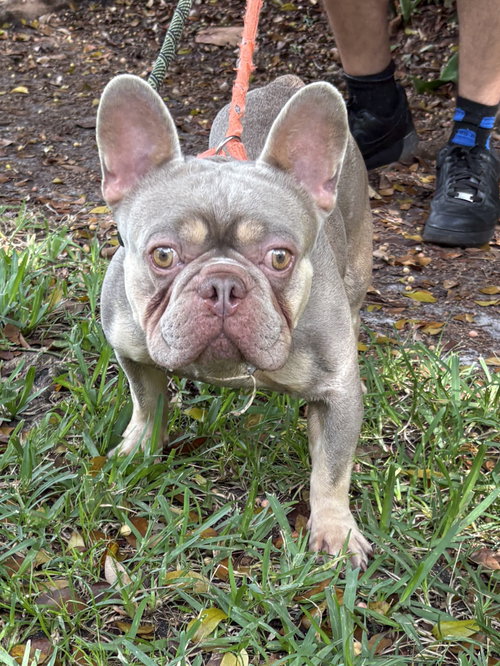 dom, an adoptable French Bulldog in Margate, FL