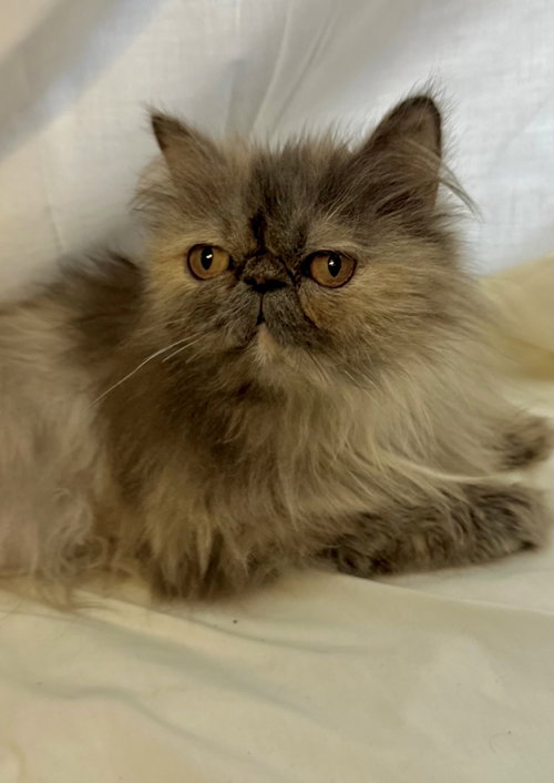 pumpkin, an adoptable Persian in Margate, FL