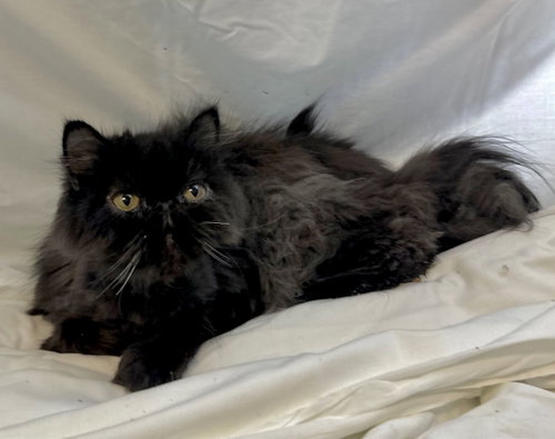 chai, an adoptable Persian in Margate, FL