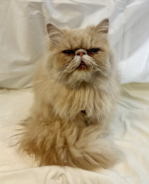 butternut, an adoptable Persian in Margate, FL