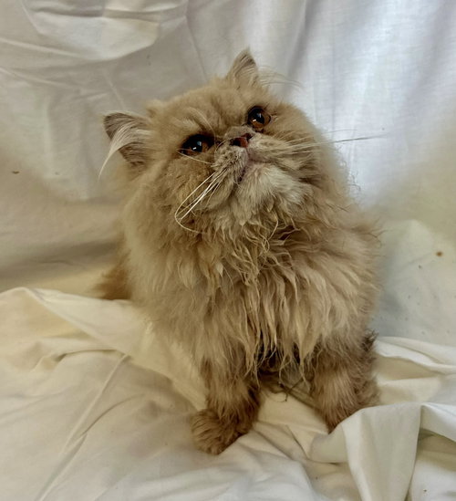 maple, an adoptable Persian in Margate, FL