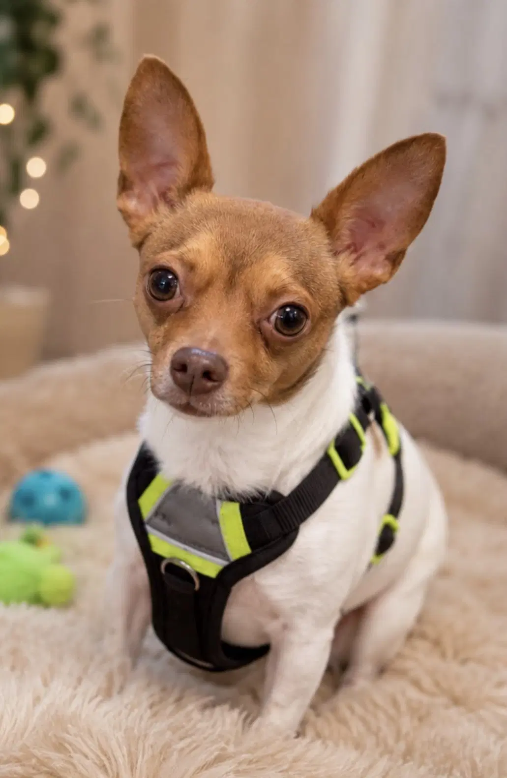 Peanut - Chihuahua