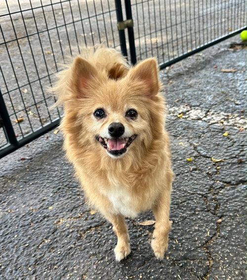 POMPOM, an adoptable Pomeranian in Margate, FL