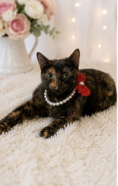 MARCIA, a cat for adoption from UFAR Animals Rescue