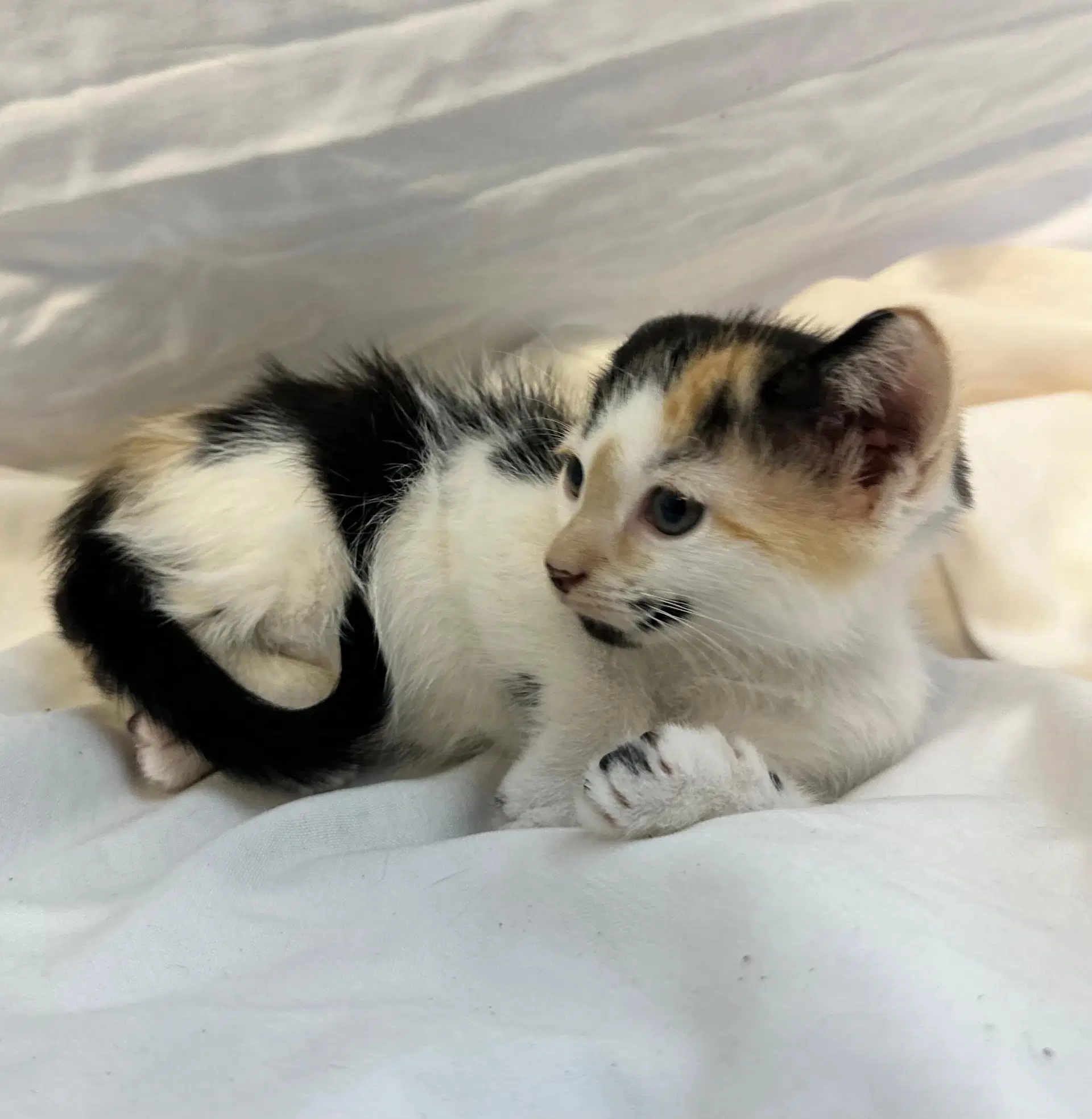 Honeybee - Domestic Short Hair