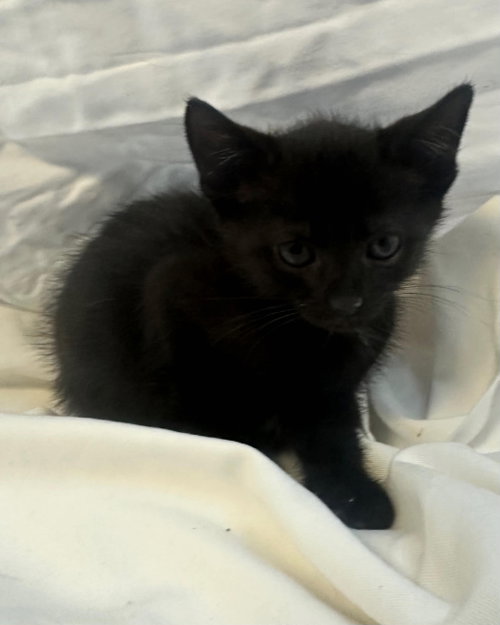 buttercup
