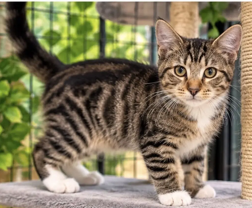 Myles - Tabby