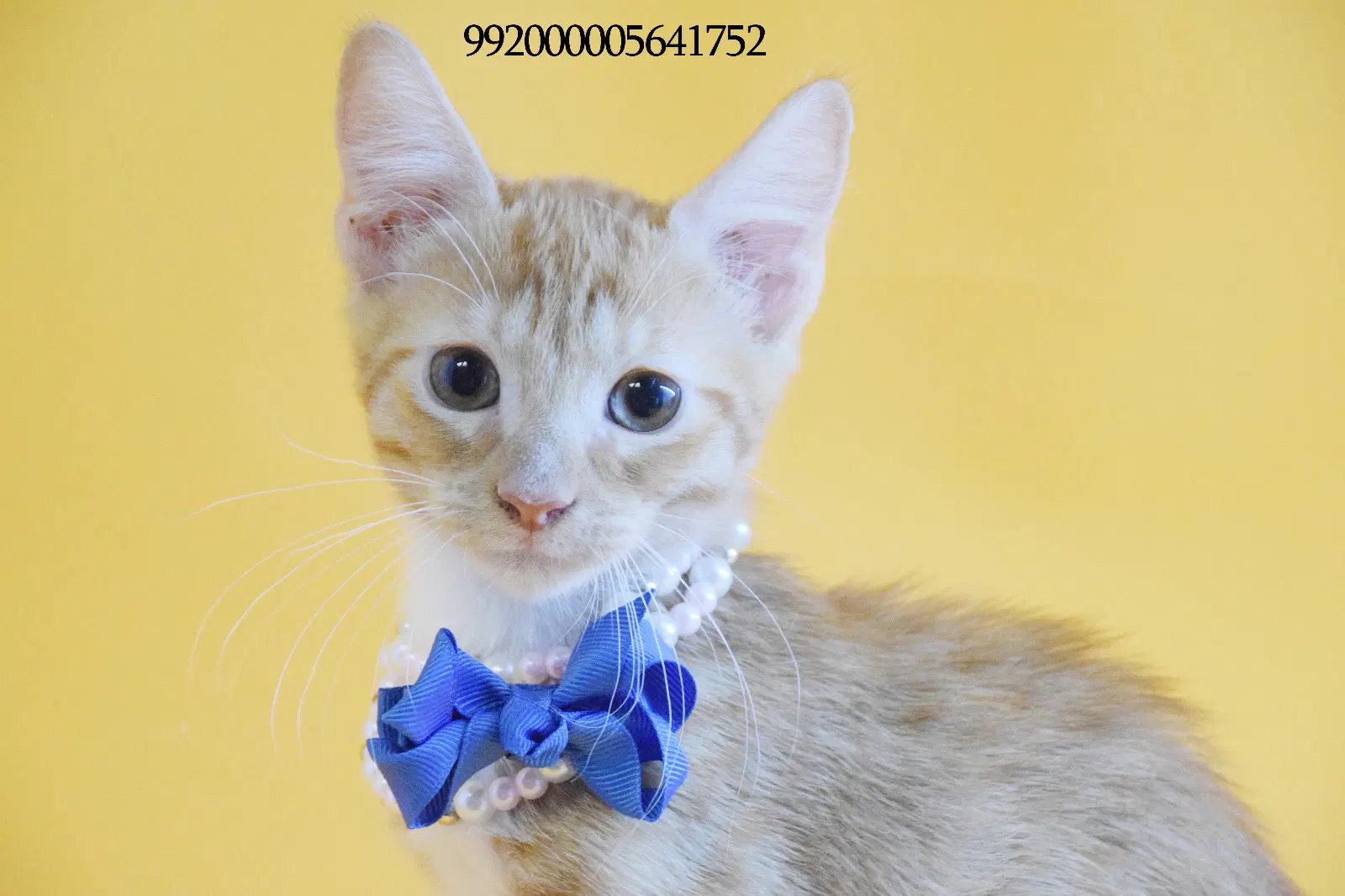 Matheus - Domestic Short Hair