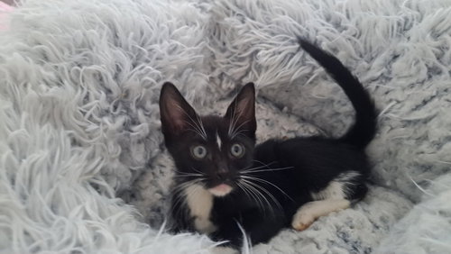 purrfection, Baby Domestic Short Hair / Tuxedo (short coat), cat for adoption in North Lauderdale, Florida