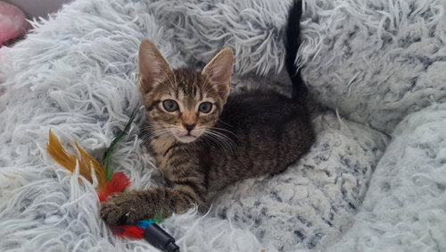 jennipurr, Baby Domestic Short Hair / Tabby (short coat), cat for adoption in North Lauderdale, Florida