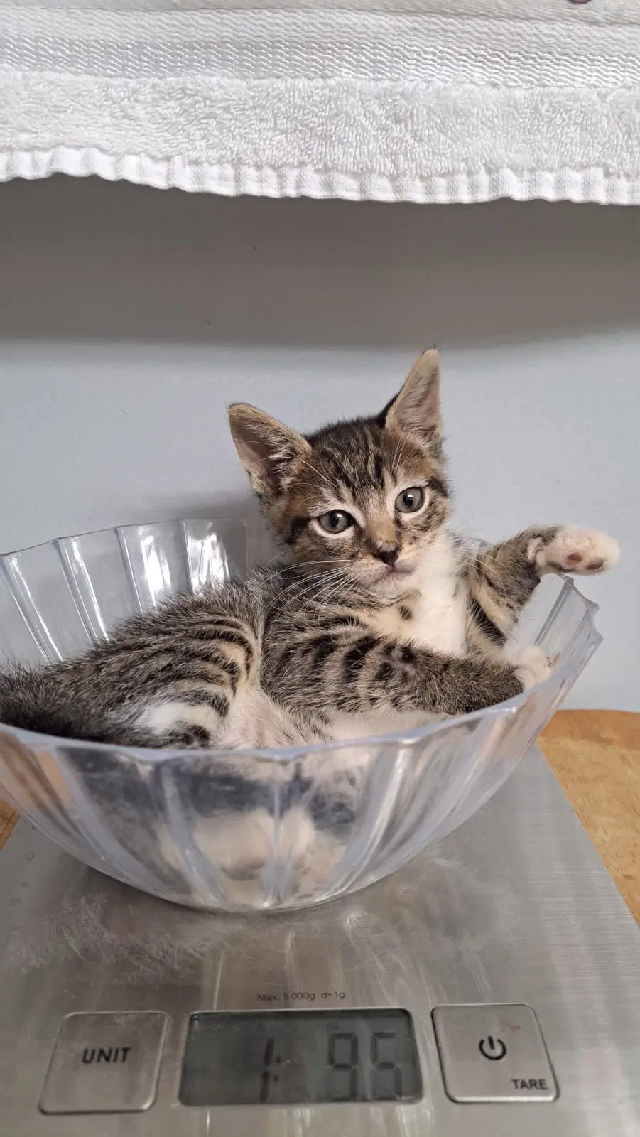Jaspurr image 2