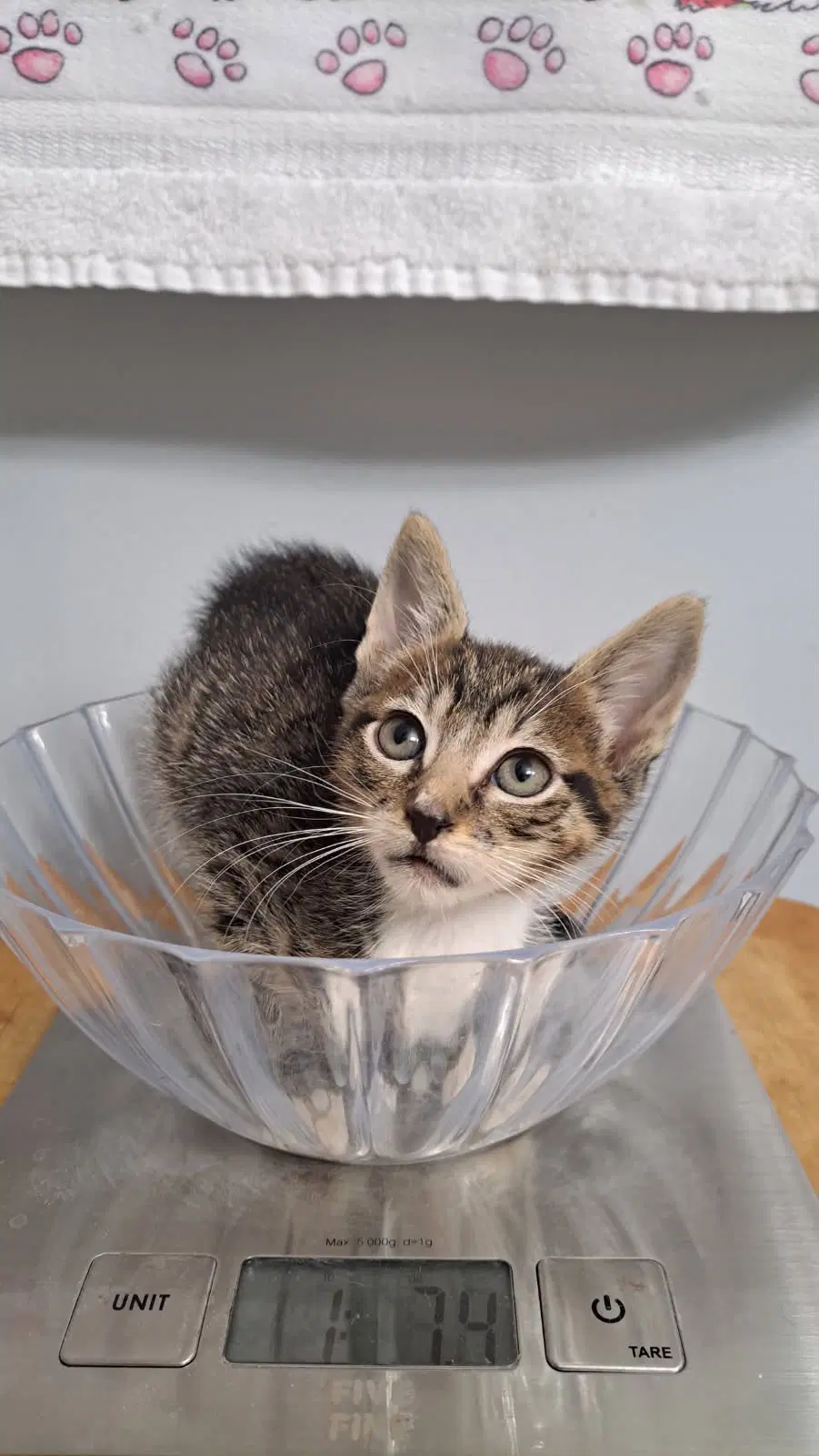 Jaspurr image 3
