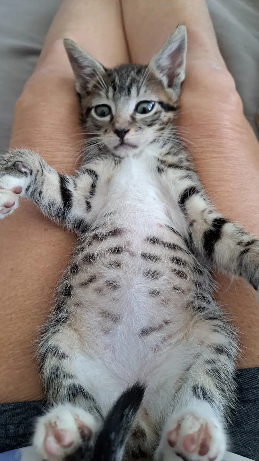 Jaspurr image 4