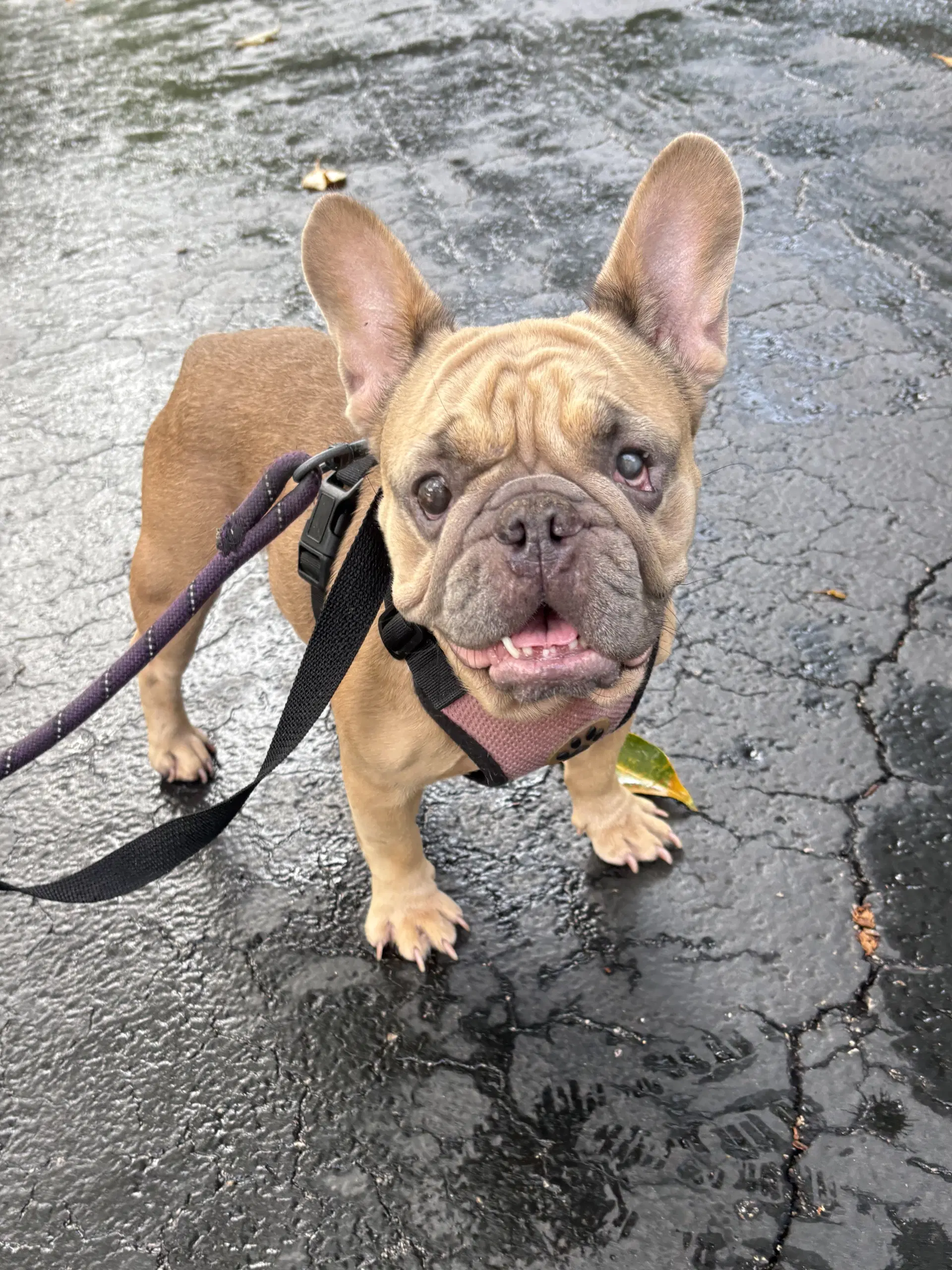 Nutmeg - French Bulldog