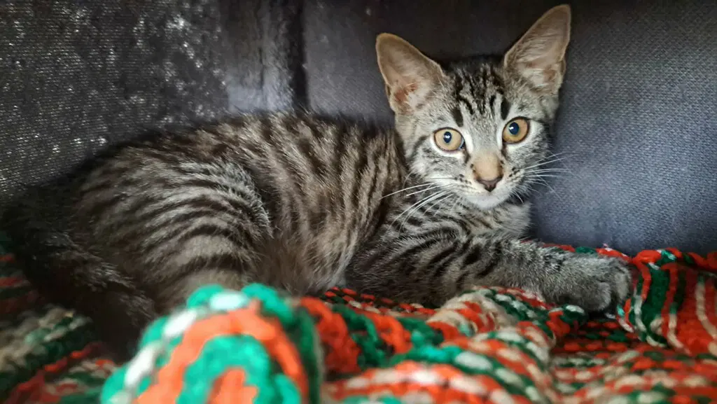 Katu - Domestic Short Hair