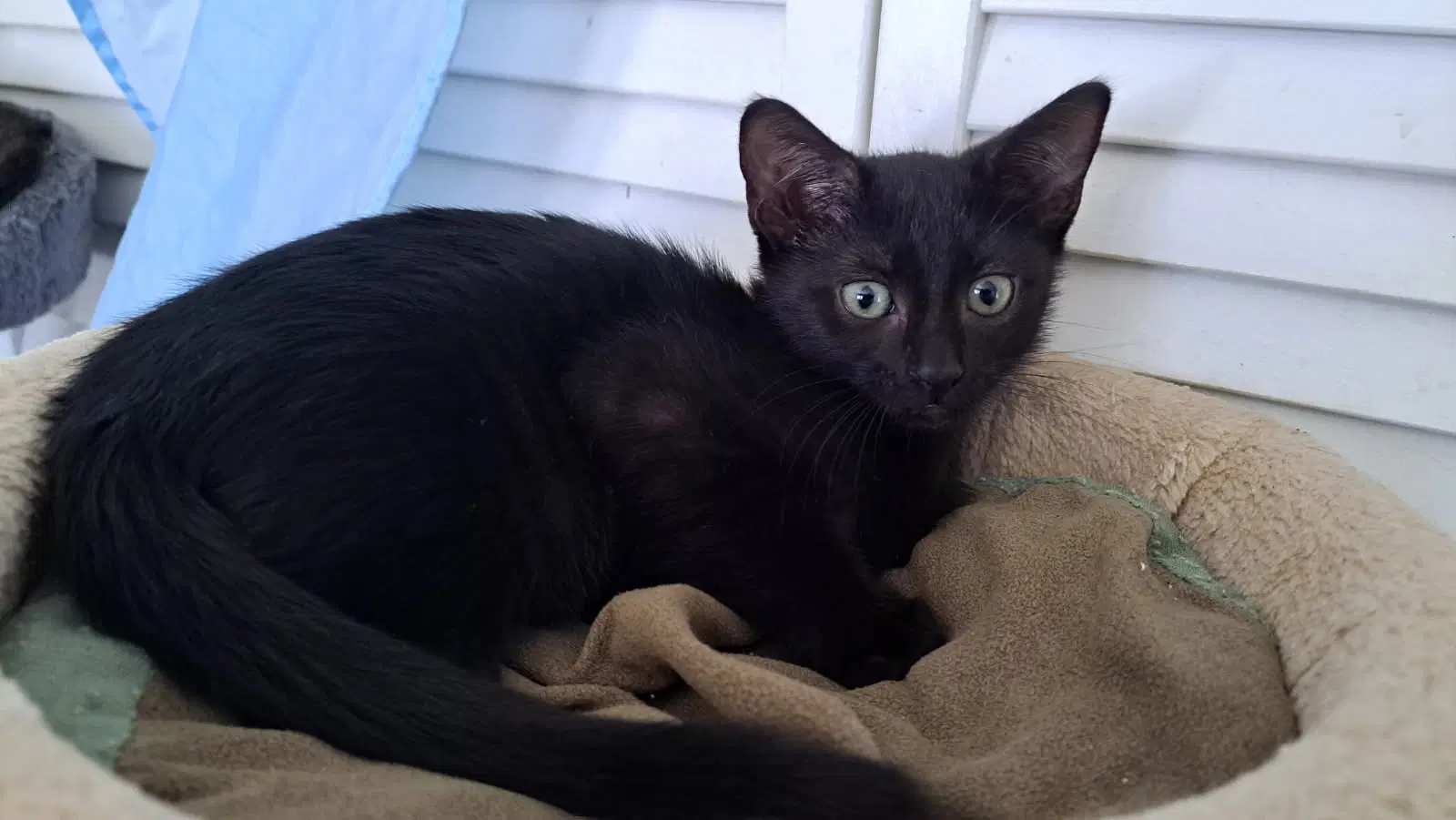 Paka - Domestic Short Hair