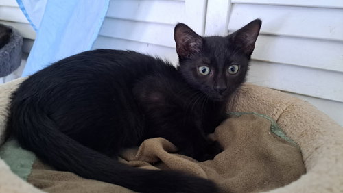 PAKA, Baby Domestic Short Hair (short coat), cat for adoption in Wellington, Florida