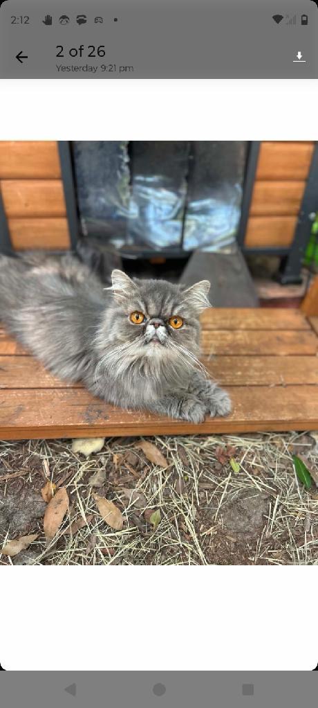PEROLA, Adult Persian (short coat), cat for adoption in Wellington, Florida