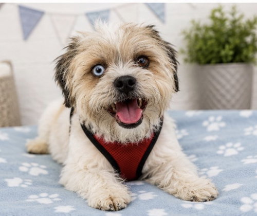 WALLY, an adoptable Shih Tzu in Margate, FL